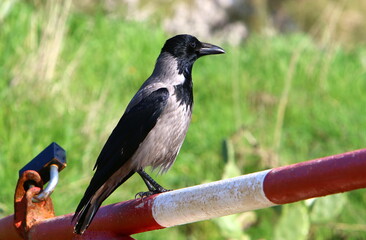 Hooded crow in a city park in Israel