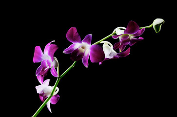 Fototapeta na wymiar purple orchid isolated on black