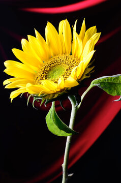 conceptual still life images sunflower on red background