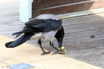 Fototapeta premium Hooded crow in a city park in Israel