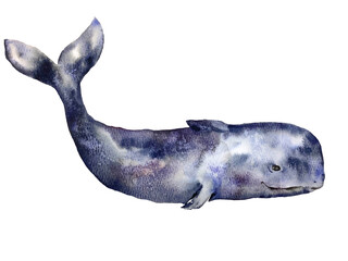 Ocean sea mammal whale watercolor illustration animalistic illustration isolated on white