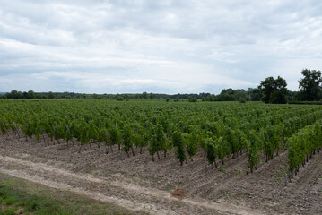 Fototapeta na wymiar vineyard in France country