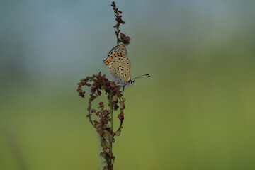 Sooty Copper butterfly in nature on a plant, tiny butterfly in the wild