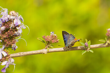 Closeup shot of a long banded silverline butterfly on a twig. Cigaritis lohita. 
