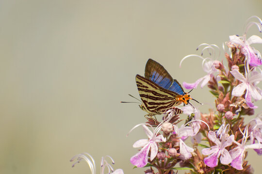 Closeup shot of a long banded silverline butterfly on a flower. Cigaritis lohita. 