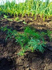 grass growing in the soil