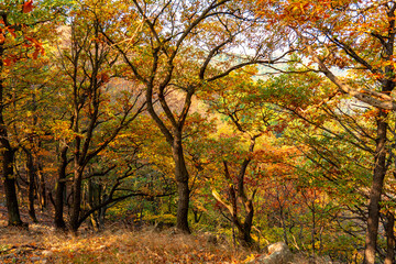 Fototapeta na wymiar golden yellow autumn tree background in pilis mountains on hungarian walking trail