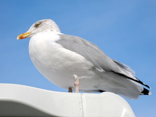 Closeup of herring gulls (Larus argentatus) perched on a cabin of boat and seen from below on blue sky background