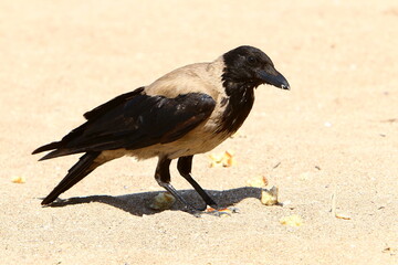 Fototapeta premium Hooded crow in a city park in Israel