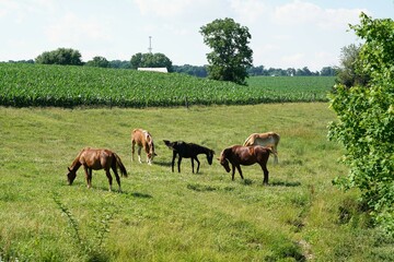 horses grazing in a field