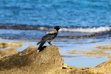 Hooded crow in a city park in Israel