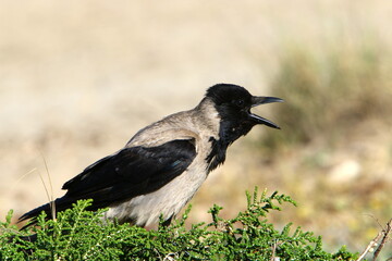 Hooded crow in a city park in Israel