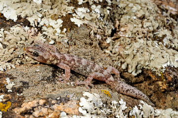 Europäischer Blattfingergecko // European leaf-toed gecko (Euleptes europaea) - Sardinien, Italien