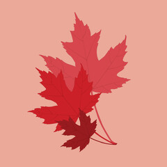 Fototapeta premium The design card element pattern for the leaf of maple in nature's autumn and Christmas holiday in winter thanksgiving and celebrate in October of every year.