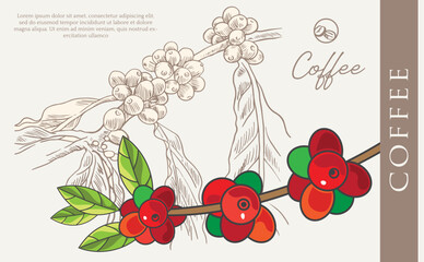 coffee packaging label of ink drawing on paper for promotion design. coffee promotion banner of coffee bean picker image in vintage style.