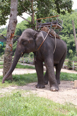thai elephant