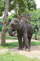 Fototapeta na wymiar thai elephant