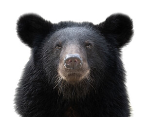 black bear isolated on solid white background