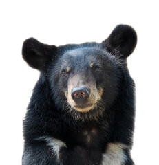 black bear isolated on solid white background