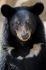 black bear in half length