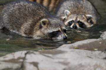 two racoons in the water