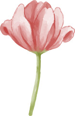 watercolor red pink tulip isolated