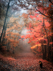 Foggy fall day, dog walk