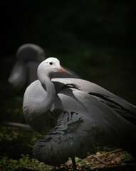 Blue crane on dark background