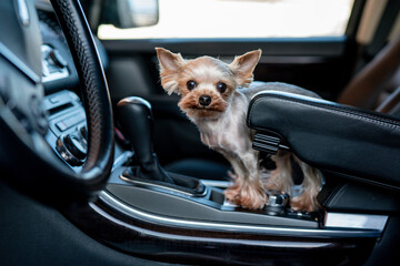 Road trip with a dog. Yorkshire terrier sitting inside the car