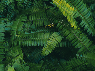Pattern of fern on the surface green color in the garden.Tropical tree nature background and texture.green fern leaves.