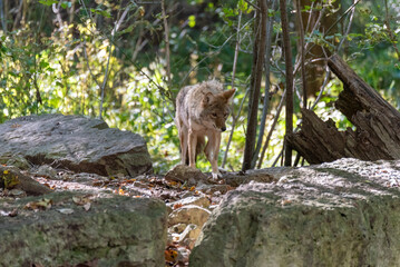 A Coyote Standing On A Rock, Watching