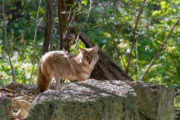A Coyote Standing On A Rock, Watching