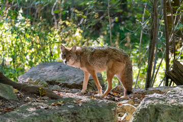 Obraz premium A Coyote Standing On A Rock, Watching