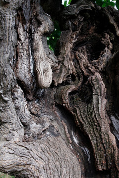 troc du vieil arbre