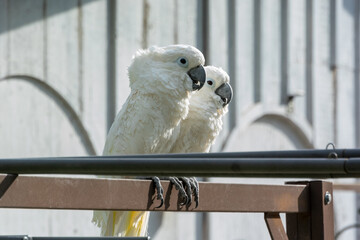 Blue-eyed Cockatoos Enjoying The Sun On An Outside Perch