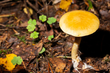 Amanita fulva, commonly called the tawny grisette, toxic