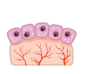 Cell of human organism. Skin system. Layer of epidermis