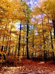 Autumn in the forest