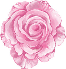 watercolor pink rose flower