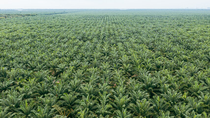 Aerial view, directly above a palm oil plantation in Malaysia. Kilometers of monoculture landscape, the coast of Malaysia on the strait of Malacca. Panorama view of palm oil plantation. Agriculture - obrazy, fototapety, plakaty