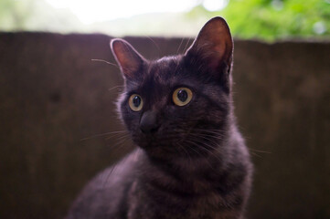 Obraz premium まんまるな瞳をした黒猫