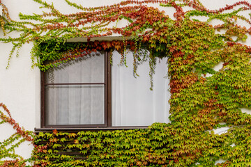 Shuttered window with decorative green and red ivy growing on the wall