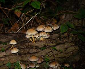 mushrooms in the forest