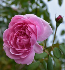 Roses blooming in the garden wallpaper For abstract website backgrounds and illustrations.