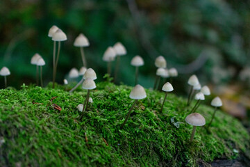 mushrooms in the woods