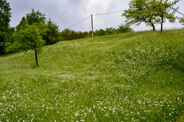 Spring meadow