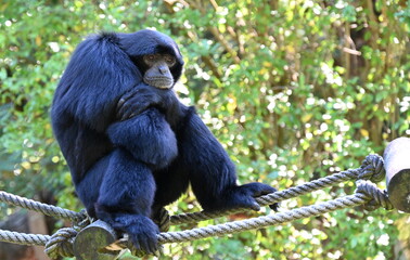 Portrait of a siamang monkey - Powered by Adobe