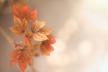 Nature of maple leaf in garden at summer. Natural autumn leaves plants using as spring background cover page gold environment wallpaper