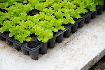 lettuce growing in a garden - 541252117