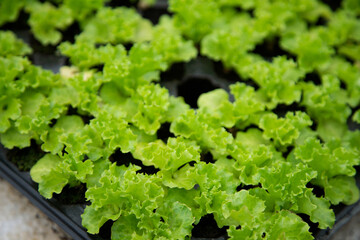 fresh green lettuce - 541252121